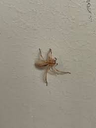 Attēlu rezultāti vaicājumam “Cheiracanthium sp.”