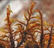 Attēlu rezultāti vaicājumam “Warnstorfia exannulata”