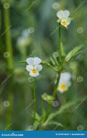 Attēlu rezultāti vaicājumam “Viola arvensis bud”