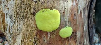 Attēlu rezultāti vaicājumam “Willkommlangea reticulata young”