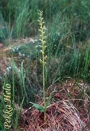 Attēlu rezultāti vaicājumam “Listera ovata fruit”