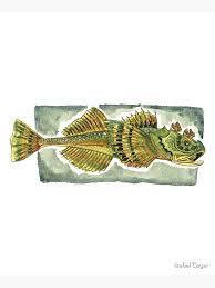 Image result for Myoxocephalus quadricornis