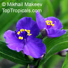 Attēlu rezultāti vaicājumam “Tradescantia virginiana”