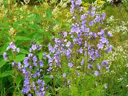 Attēlu rezultāti vaicājumam “Polemonium caeruleum flower”