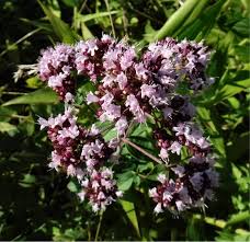 Attēlu rezultāti vaicājumam “Origanum vulgare”
