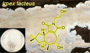 Attēlu rezultāti vaicājumam “Irpex lacteus”