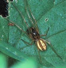Attēlu rezultāti vaicājumam “Tetragnathidae”