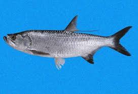 Image result for Megalops atlanticus