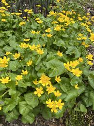 Attēlu rezultāti vaicājumam “Caltha palustris”