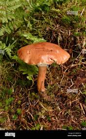 Attēlu rezultāti vaicājumam “Suillus bovinus”