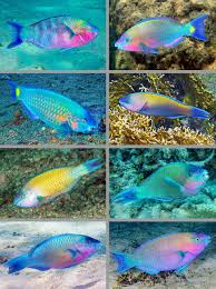 Image result for Scarus psittacus