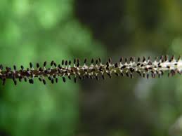 Attēlu rezultāti vaicājumam “Diachea leucopodia”