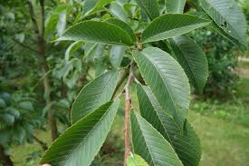 Attēlu rezultāti vaicājumam “Mycosphaerella ulmi”