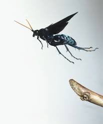 Attēlu rezultāti vaicājumam “Pompilidae”