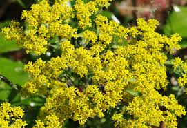 Image result for Alyssum diffusum
