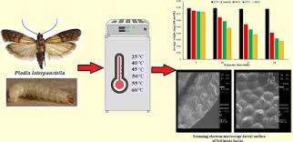 Attēlu rezultāti vaicājumam “Plodia interpunctella”