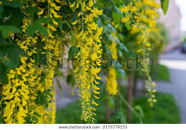 Attēlu rezultāti vaicājumam “Laburnum alpinum flower”