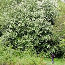 Attēlu rezultāti vaicājumam “Prunus (bird-cherry tree)”