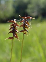 Attēlu rezultāti vaicājumam “Carex davalliana”