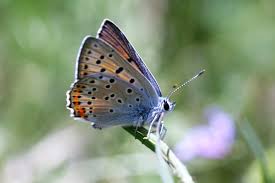 Attēlu rezultāti vaicājumam “Lycaena alciphron”