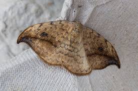 Attēlu rezultāti vaicājumam “Drepana falcataria”