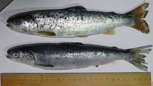 Image result for Salmo ciscaucasicus