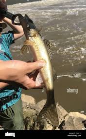 Image result for Sander canadensis