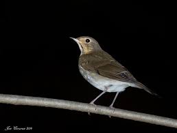 Image result for Catharus ustulatus