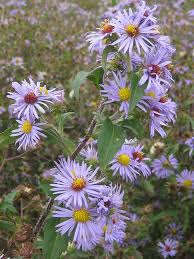 Image result for Aster lanceolatus