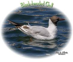 Attēlu rezultāti vaicājumam “Larus ridibundus eggs”