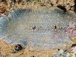 Image result for Myzopsetta ferruginea