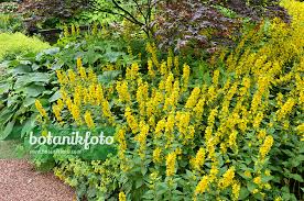 Attēlu rezultāti vaicājumam “Lysimachia punctata”