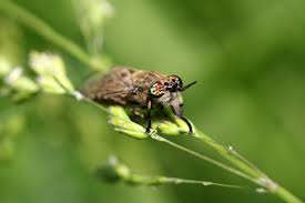 Attēlu rezultāti vaicājumam “Haematopota sp.”