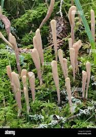 Attēlu rezultāti vaicājumam “Clavariadelphus ligula”