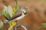 File:White-fronted Chat . jpg - Wikipedia, the free encyclopedia