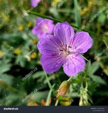 Attēlu rezultāti vaicājumam “Geranium bohemicum”