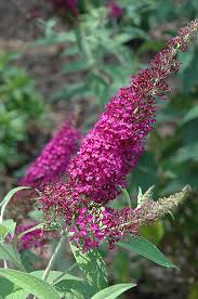 Image result for Buddleja davidii