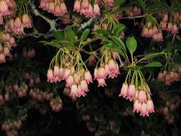 Attēlu rezultāti vaicājumam “Enkianthus chinensis”