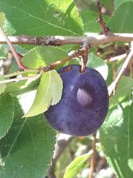 Attēlu rezultāti vaicājumam “Prunus domestica subsp. insitita fruit”