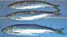 Atlantic Herring