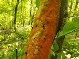 Attēlu rezultāti vaicājumam “Acalitus longisetosus”