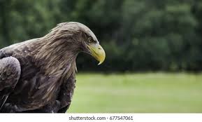 Attēlu rezultāti vaicājumam “Aquila chrysaetos adult”