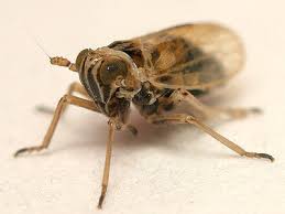 Attēlu rezultāti vaicājumam “Javesella pellucida”