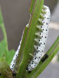 Attēlu rezultāti vaicājumam “Tenthredo scrophulariae larva”