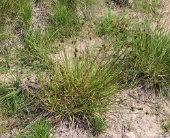 Attēlu rezultāti vaicājumam “Carex leporina”