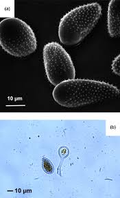 Attēlu rezultāti vaicājumam “Melampsora magnusiana”