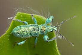 Attēlu rezultāti vaicājumam “Rhynchaenus lonicerae”