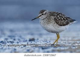 Attēlu rezultāti vaicājumam “Tringa glareola adult”