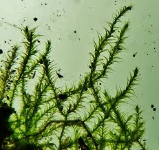 Attēlu rezultāti vaicājumam “Campylium chrysophyllum”