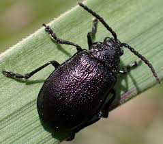 Attēlu rezultāti vaicājumam “Galeruca tanaceti”